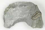 Bargain, Flexicalymene Trilobite - Mt Orab, Ohio #199522-1